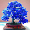 Purple Blue Ghost Japanese Maple Tree